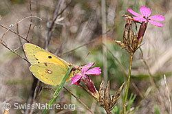 F315341: Postillon (Colias crocea) an Gewöhnlicher Kartäuser-Nelke (Dianthus carthusianorum)