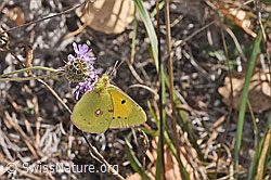 Postillon (Colias crocea) an Gemeiner Skabiose (Scabiosa columbaria) (F315343) Postillon (Colias crocea) an Gemeiner Skabiose (Scabiosa columbaria) (F315343)