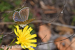 Hauhechelbläuling (Polyommatus icarus) auf Doldigem Habichtskraut (Hieracium umbellatum) (F315359)