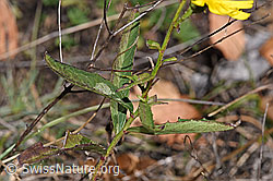 F315361: Doldiges Habichtskraut (Hieracium umbellatum)