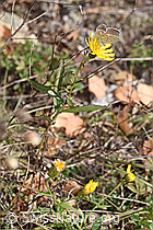 F315365: Doldiges Habichtskraut (Hieracium umbellatum)