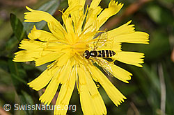 Gemeine Langbauchschwebfliege (Xylota segnis) auf Doldigem Habichtskraut (Hieracium umbellatum) (F315366)
