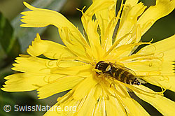 Gemeine Langbauchschwebfliege (Xylota segnis) auf Doldigem Habichtskraut (Hieracium umbellatum) (F315368)