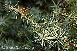 Gemeiner Wacholder (Juniperus communis) (F315369) Gemeiner Wacholder (Juniperus communis) (F315369)