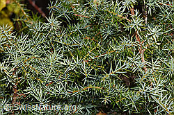 New in SwissNature.org: Juniperus communis