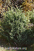 Juniperus communis (13.10.2025, F315374)