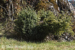 Gemeiner Wacholder (Juniperus communis) (F315376) Gemeiner Wacholder (Juniperus communis) (F315376)