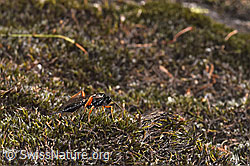 Pimpla rufipes (F315377)