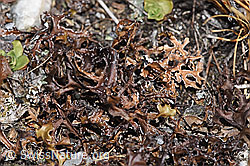 Foto: Isländisch Moos (Cetraria islandica)