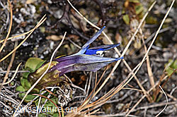 F315457: Schleichers Enzian (Gentiana schleicheri)