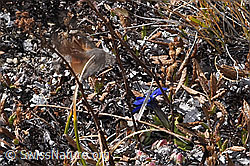Taubenschwänzchen (Macroglossum stellatarum) an Schleichers Enzian (Gentiana schleicheri) (F315476)