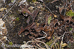 Foto: Isländisch Moos (Cetraria islandica)