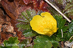 Geum montanum (F315528) Geum montanum (F315528)