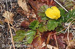 Geum montanum (F315530) Geum montanum (F315530)