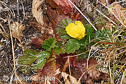 Geum montanum (F315532) Geum montanum (F315532)