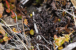 F315538: Stachel-Hornflechte (Cetraria aculeata)