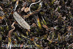 Foto: Kandelabergraszirpe (Arocephalus longiceps)