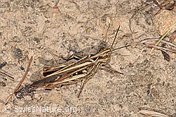 Brauner Grashüpfer (Chorthippus brunneus) (F315641)