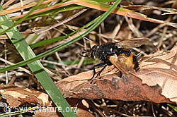 Nowickia ferox (Raupenfliege) (F315712) Nowickia ferox (Raupenfliege) (F315712)