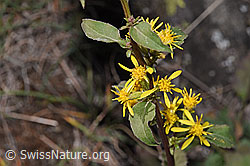 Echte Goldrute (Solidago virgaurea ssp. virgaurea) (F315713)