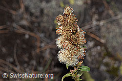 Echte Goldrute (Solidago virgaurea ssp. virgaurea) (F315714)