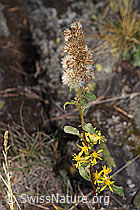 Echte Goldrute (Solidago virgaurea ssp. virgaurea) (F315716)