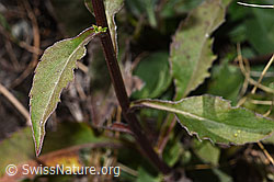 Echte Goldrute (Solidago virgaurea ssp. virgaurea) (F315717)