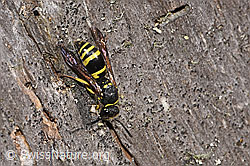 Schwarzfühler-Hakenwespe (Ancistrocerus nigricornis) (F315721)