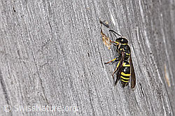 Schwarzfühler-Hakenwespe (Ancistrocerus nigricornis) (F315725)