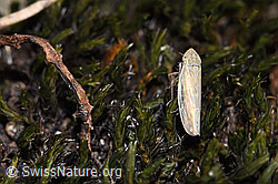 Foto: Kandelabergraszirpe (Arocephalus longiceps)