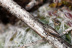 Wiesen-Dickkopfzikade (Anaceratagallia ribauti) (F315751)