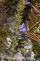 Ährige Glockenblume (Phyteuma spicatum) (F315771)