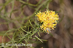 Gold-Aster (Aster linosyris) (16.10.2025, F315773)