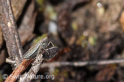 Foto: Kandelabergraszirpe (Arocephalus longiceps)