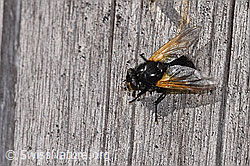 Rinderfliege (Mesembrina meridiana) (F315790)