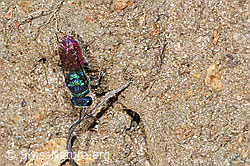 F315814: Chrysis rutiliventris (Goldwespe)