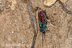 F315815: Chrysis rutiliventris (Goldwespe)