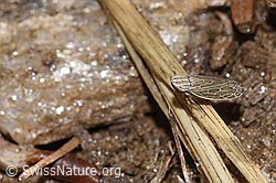 Foto: Kandelabergraszirpe (Arocephalus longiceps)