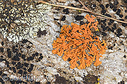 Zierliche Gelbflechte (Xanthoria elegans)