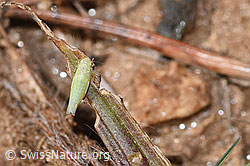 Foto: Schwefelblattzikade (Emelyanoviana mollicula)