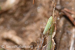 Foto: Schwefelblattzikade (Emelyanoviana mollicula)