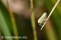 Foto: Schwefelblattzikade (Emelyanoviana mollicula)