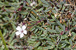 Kriechendes Gipskraut (Gypsophila repens) (F315848)