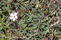 Kriechendes Gipskraut (Gypsophila repens) (F315849)