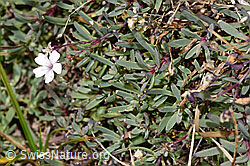 Kriechendes Gipskraut (Gypsophila repens) (F315850)