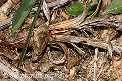 Wiesenschaumzikade (Philaenus spumarius)
