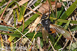 Nowickia ferox (Raupenfliege) (F315882) Nowickia ferox (Raupenfliege) (F315882)