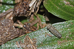 Foto: Kandelabergraszirpe (Arocephalus longiceps)