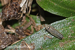 Kandelabergraszirpe (Arocephalus longiceps) (F315888)