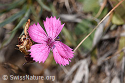 Gewöhnliche Kartäuser-Nelke (Dianthus carthusianorum) (F315889)